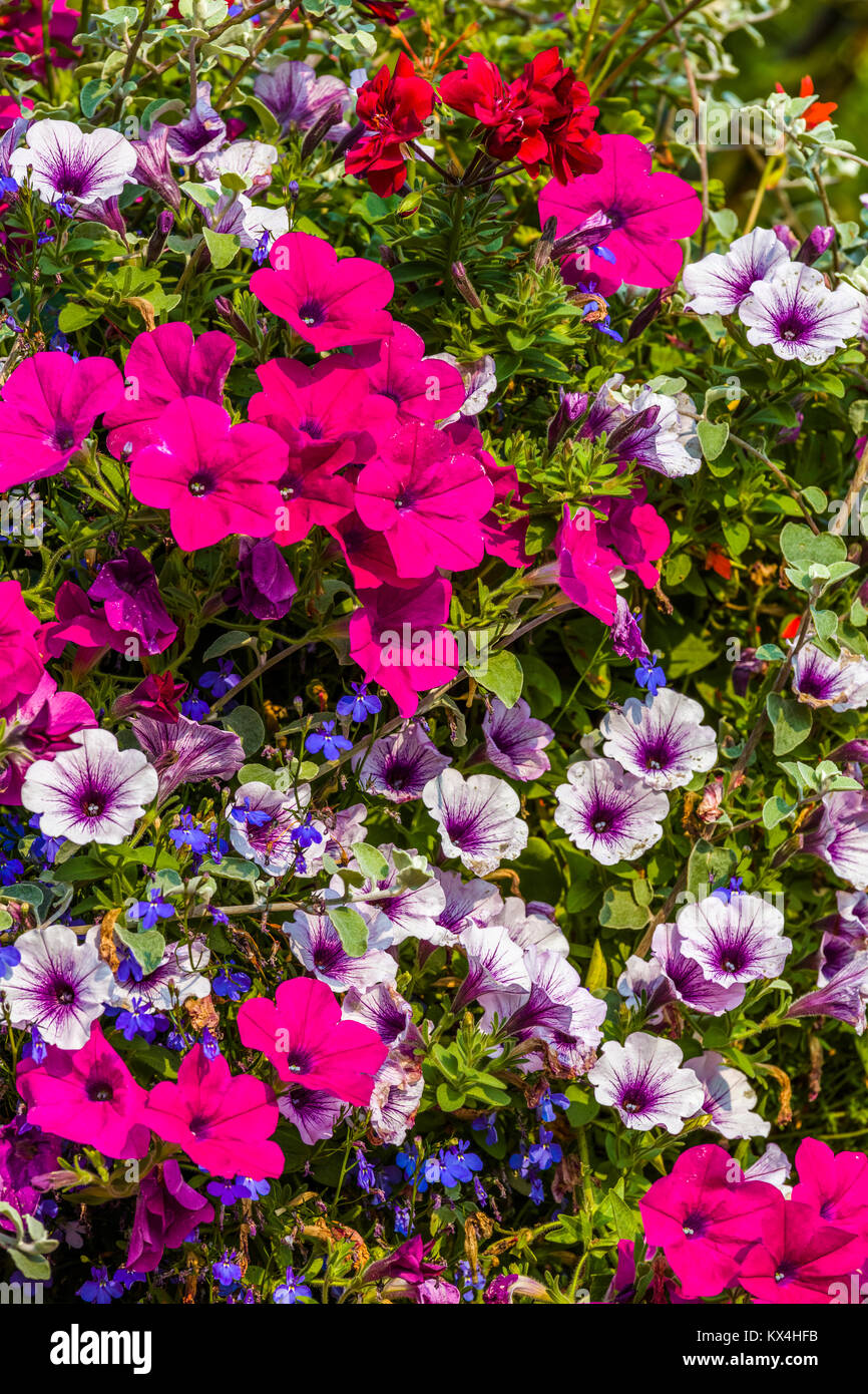 Die Butchart Gärten in Victoria, British Columbia, Kanada August 2017 Bunte bunte Blumen im Beet im Garten Stockfoto