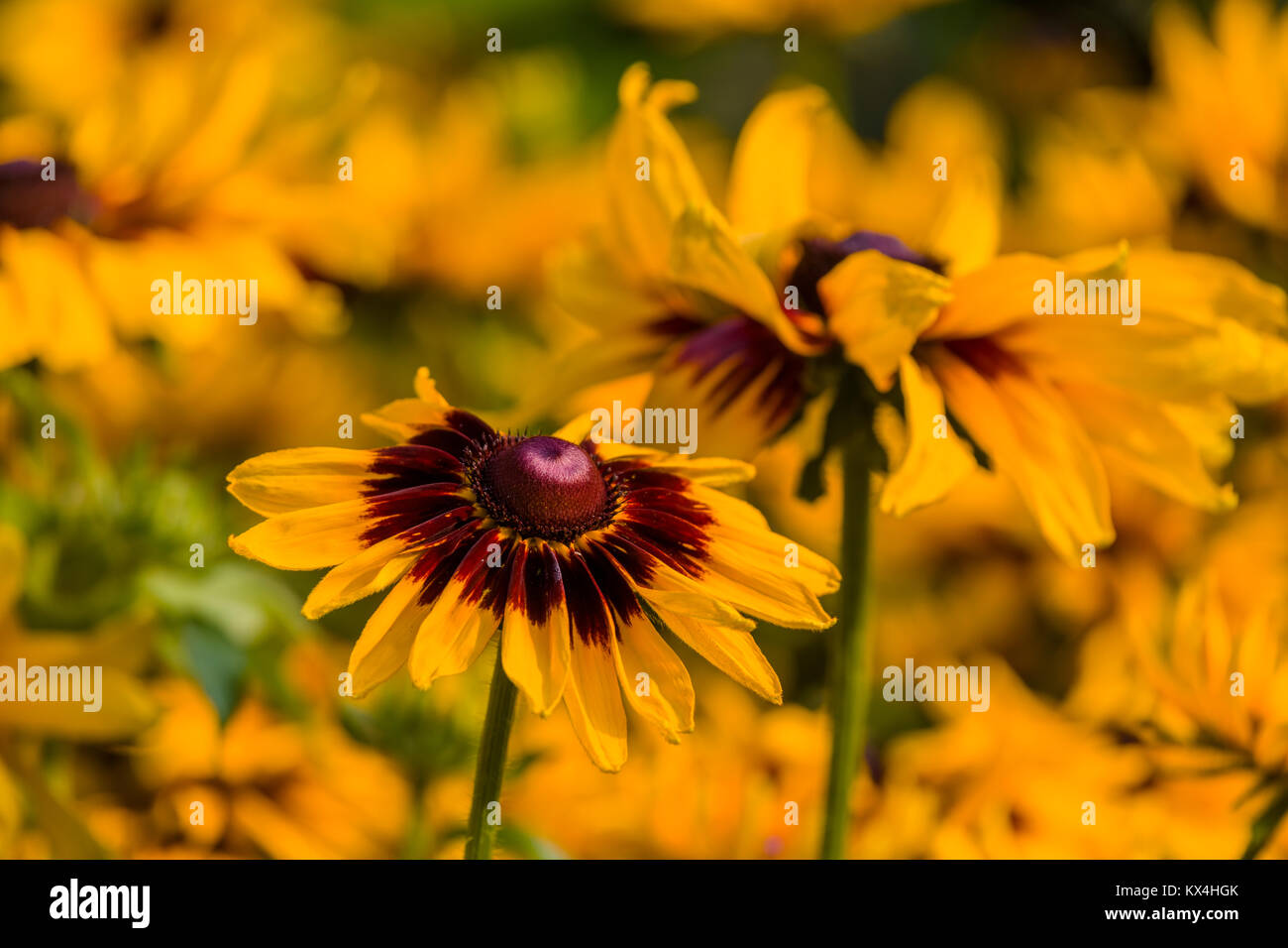 Die Butchart Gärten in Victoria, British Columbia, Kanada August 2017 Nahaufnahme von Bunte bunte braunen und gelben Blumen im Beet in ga Stockfoto