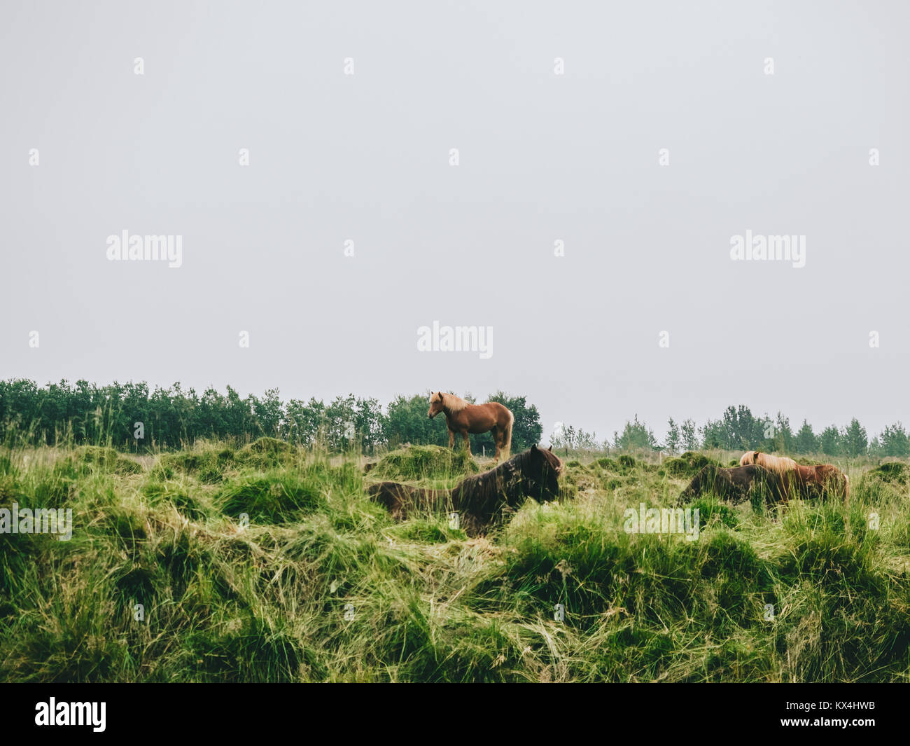 Schöne Pferde grasen auf grünem Gras in Island Stockfoto