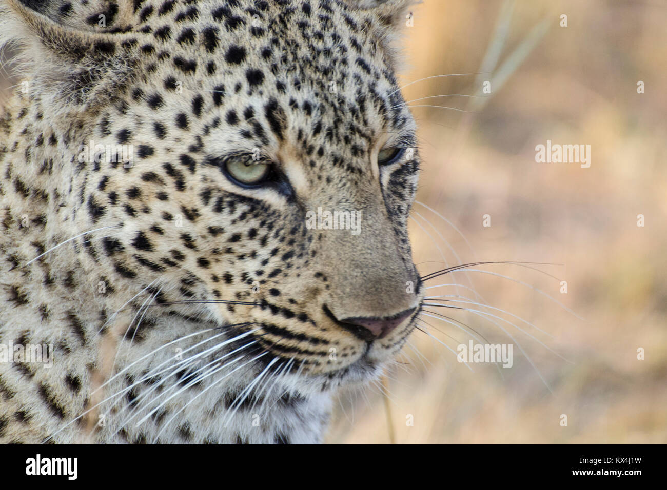 Leopard starrte auf seine Beute Stockfoto