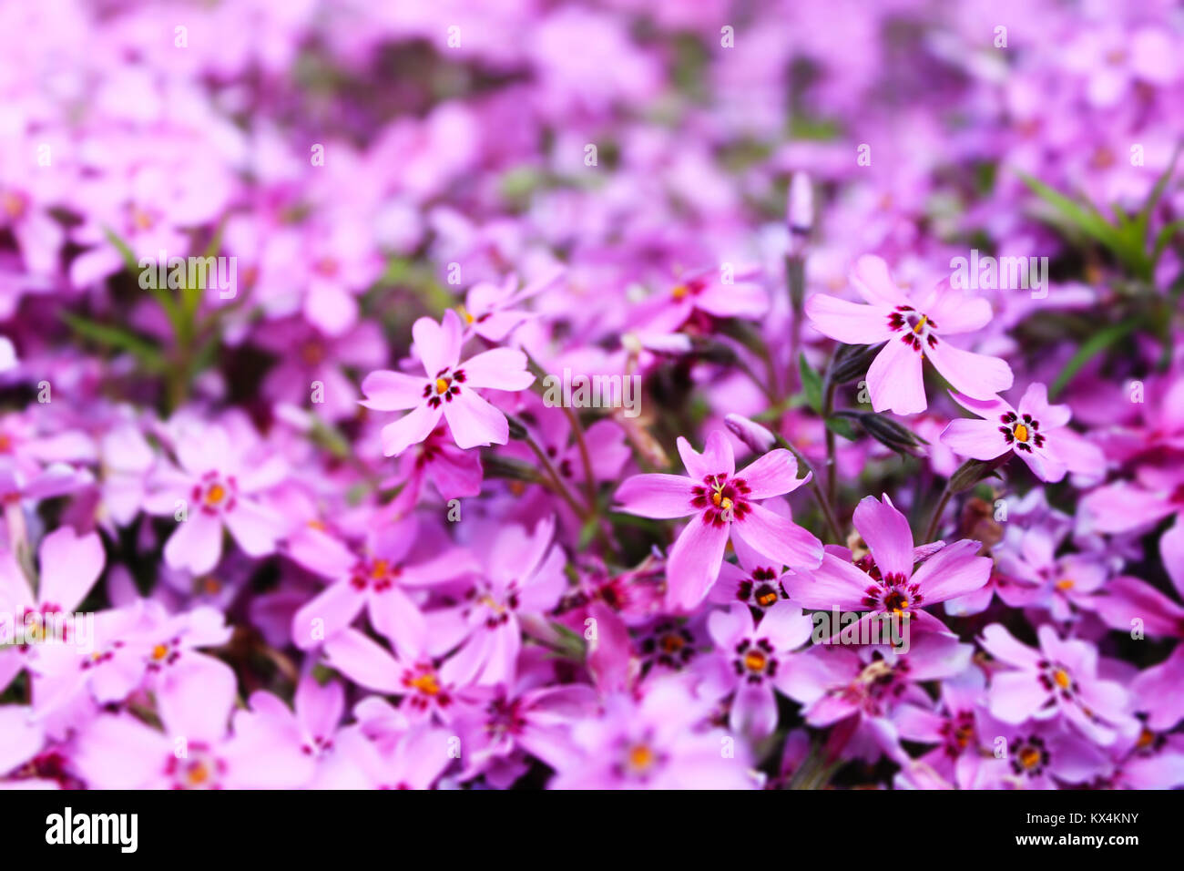 Unscharfer Hintergrund violett kleine Blumen Stockfoto