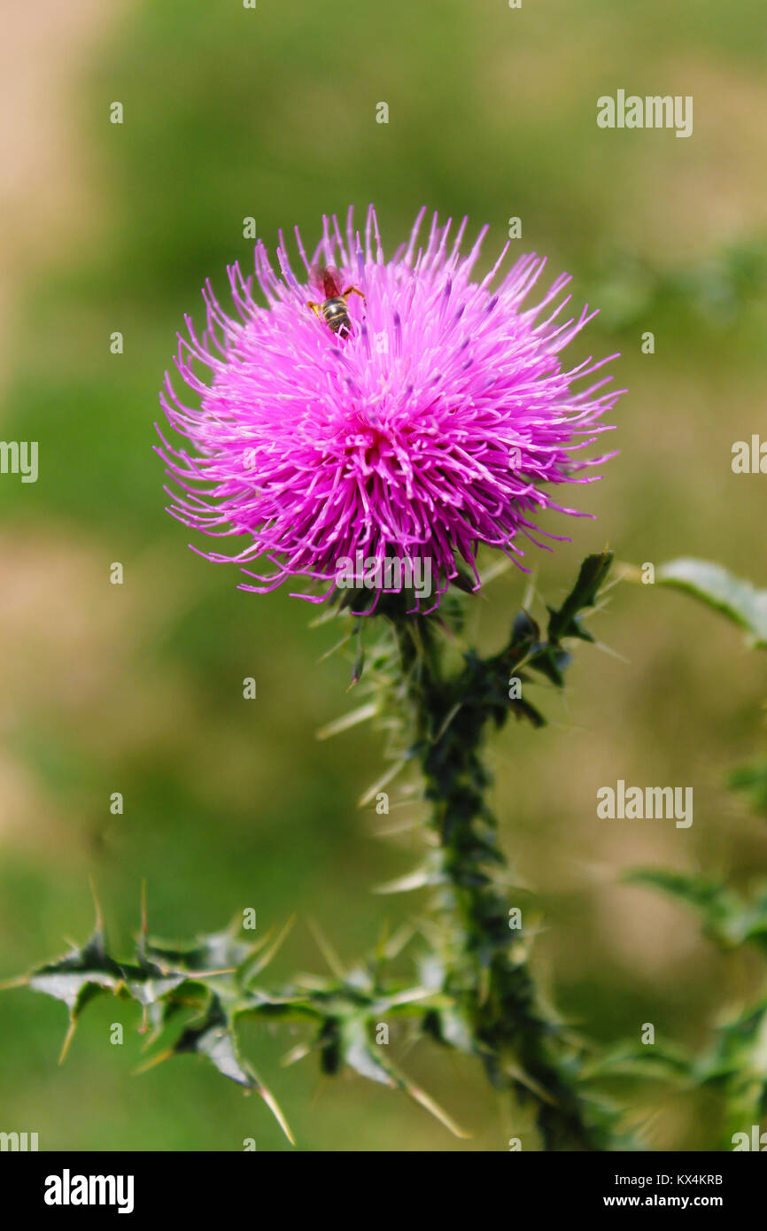 Thistle Blume Nahaufnahme auf dem verschwommenen Hintergrund Stockfoto
