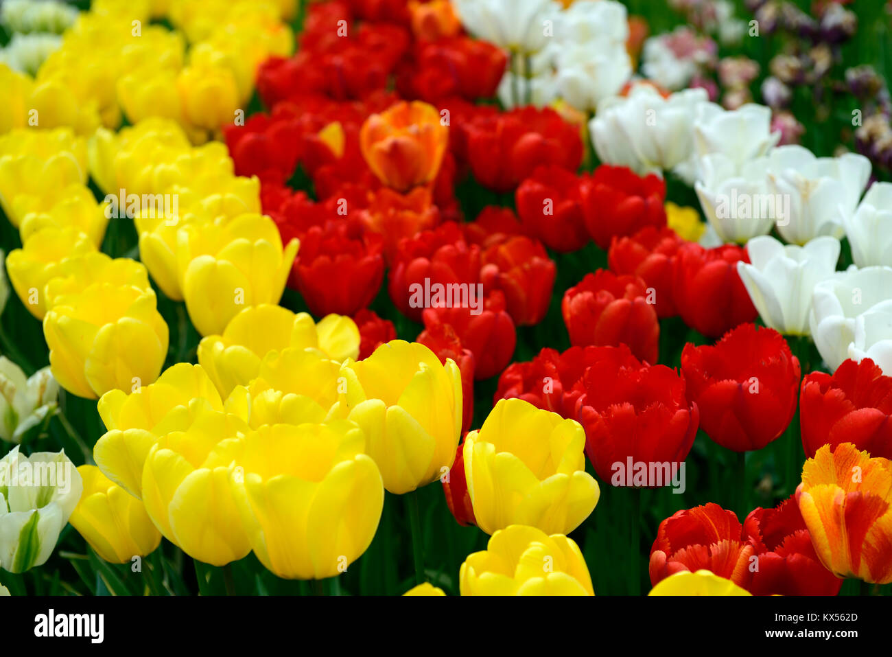 Tulipa Apeldoorn, Oxford, Tulipa tulipa Goldenen Engel wünschen, Tulpen, Tulpen, Rot, Gelb, Weiß, Blumen, Blüte, RM Floral Stockfoto