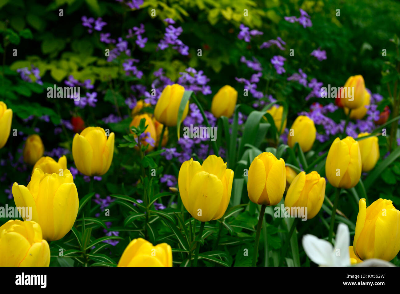 Tulipa golden Oxford, Hesperis matronalis, Dame - Violett, Tulpen, Tulpen, Gelb, Pink, Lila, Blumen, blühen, RM Floral Stockfoto