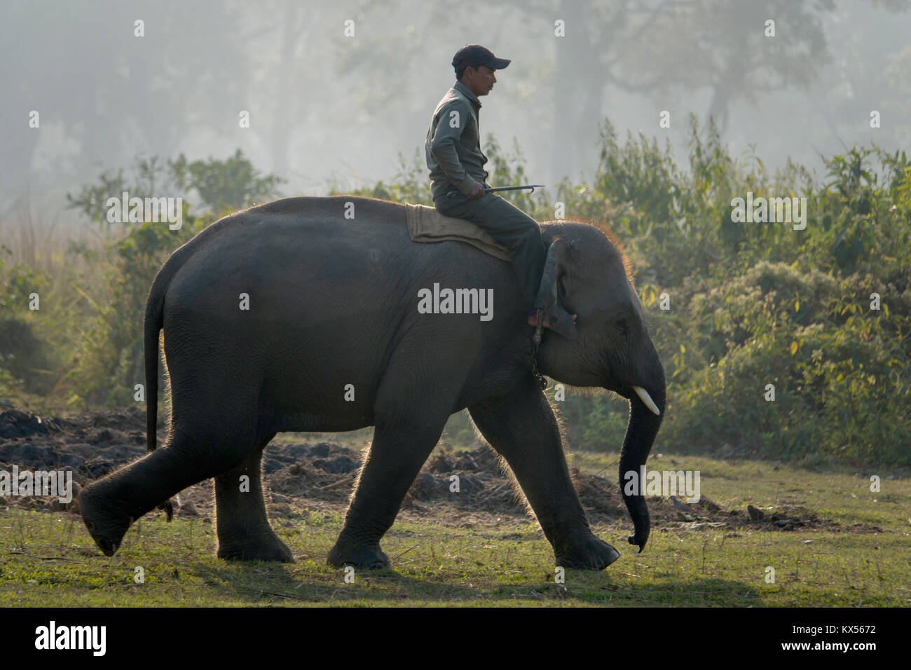 Mahout Fahrten jungen Elefanten zu züchten Zentrum in Kathmandu, Nepal Stockfoto