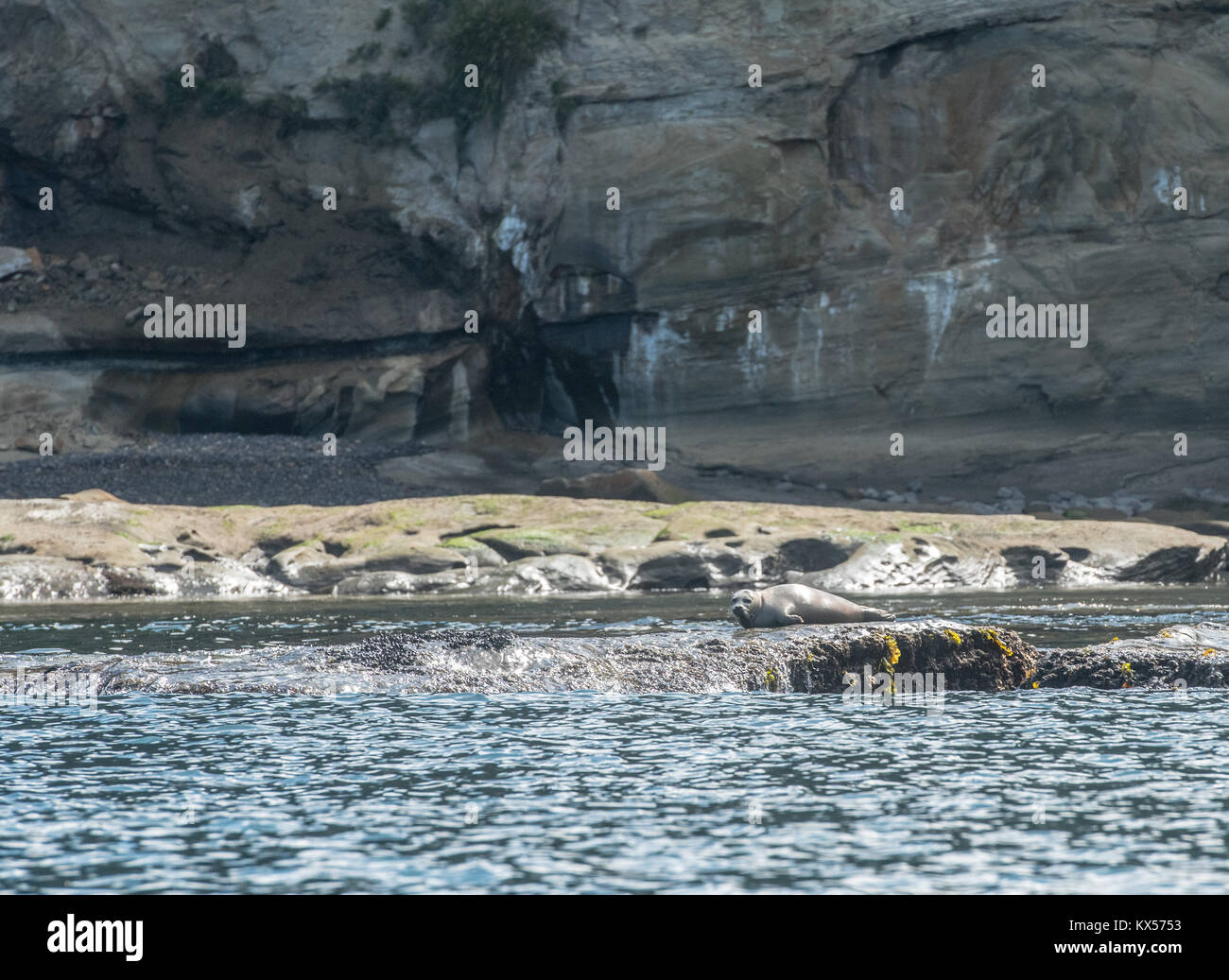 Einzelnen Dichtung ruht der Felsvorsprung entlang der Küste von Oregon Stockfoto