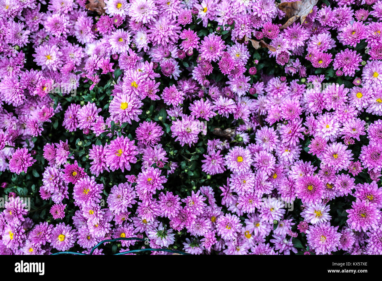Kleine rosa lila Mama aus der Nähe Hintergrund Bild horizontal Stockfoto