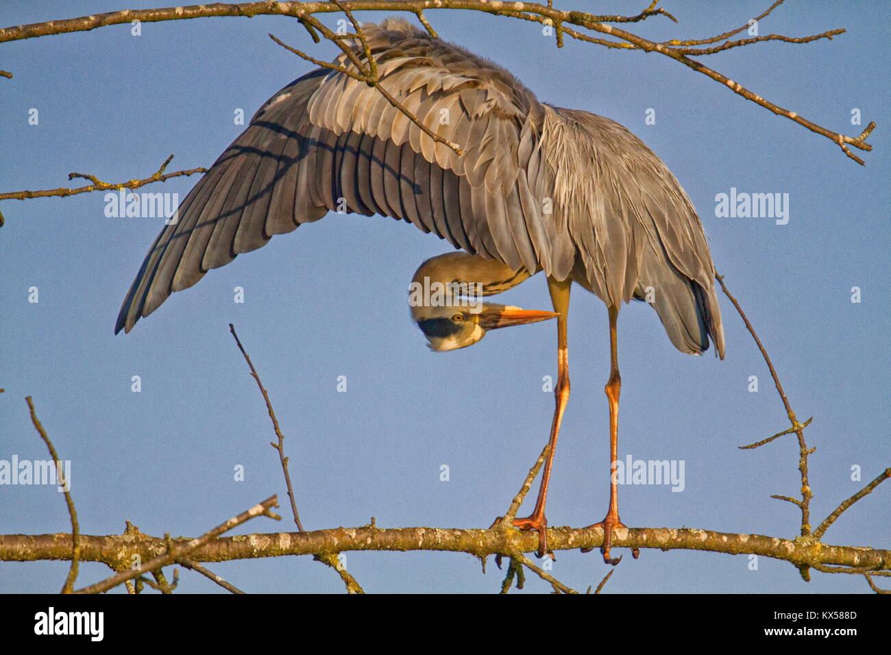 Rey heron Ardea cinerea in einem Baum Cudrefin Schweiz Stockfoto