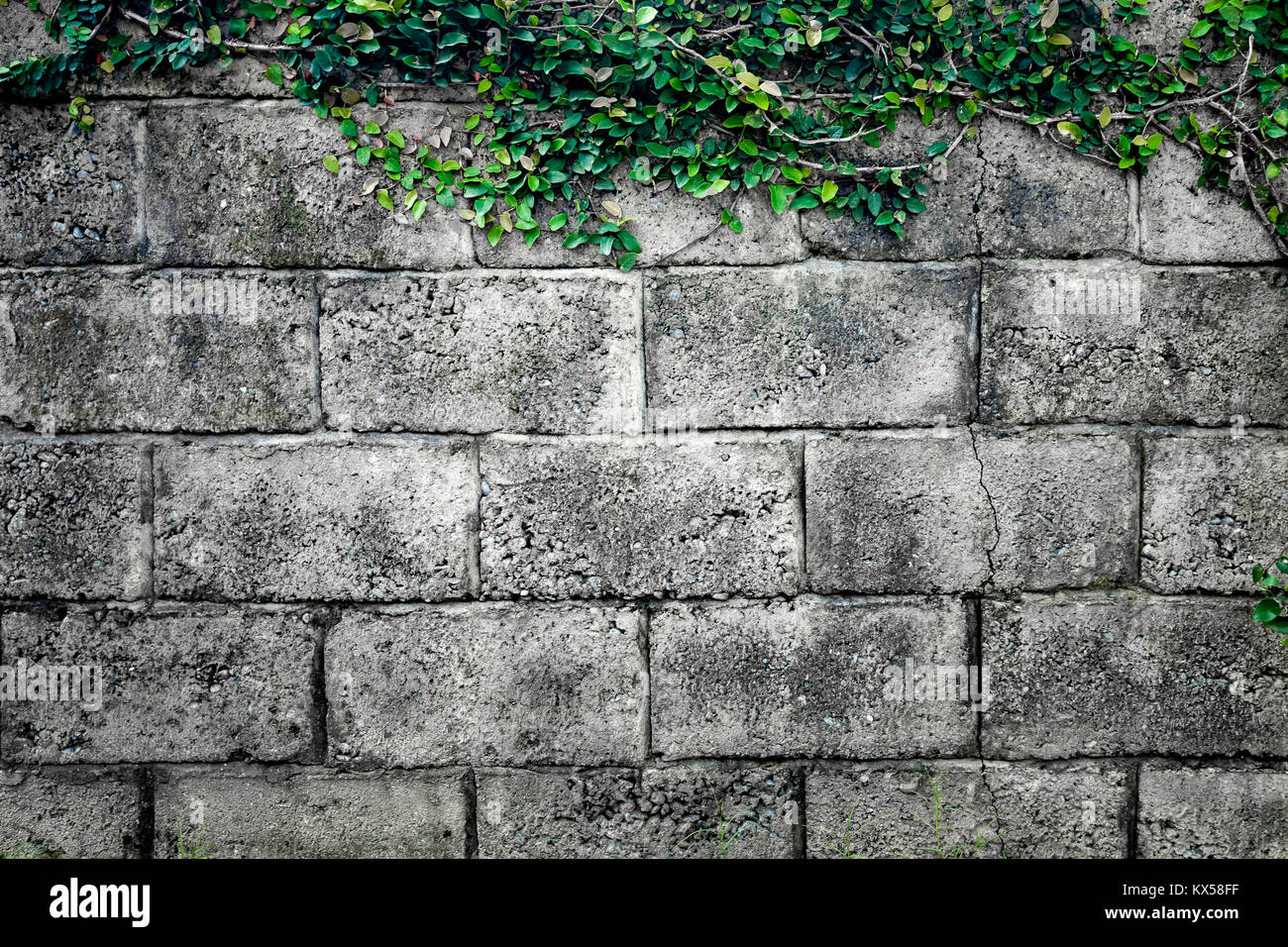 Grauen Stein Wand bestehend aus massiven Ziegeln und mit Kletterpflanzen geflochten. Geometrische rechteckigen Muster. Idealer Hintergrund für Collagen und illust Stockfoto