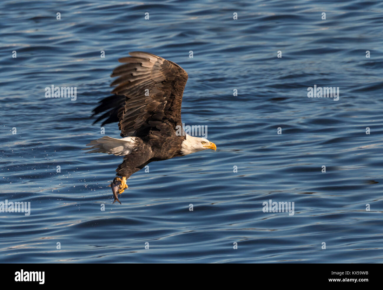 Der Weißkopfseeadler (Haliaeetus leucocephalus) mit einem gefangenen Fisch am Mississippi River, Iowa, USA Stockfoto