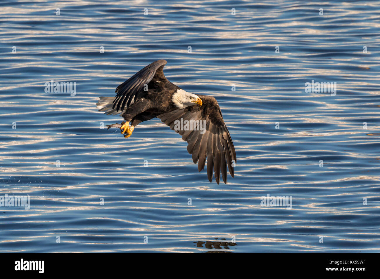 Der Weißkopfseeadler (Haliaeetus leucocephalus) mit einem gefangenen Fisch am Mississippi River, Iowa, USA Stockfoto