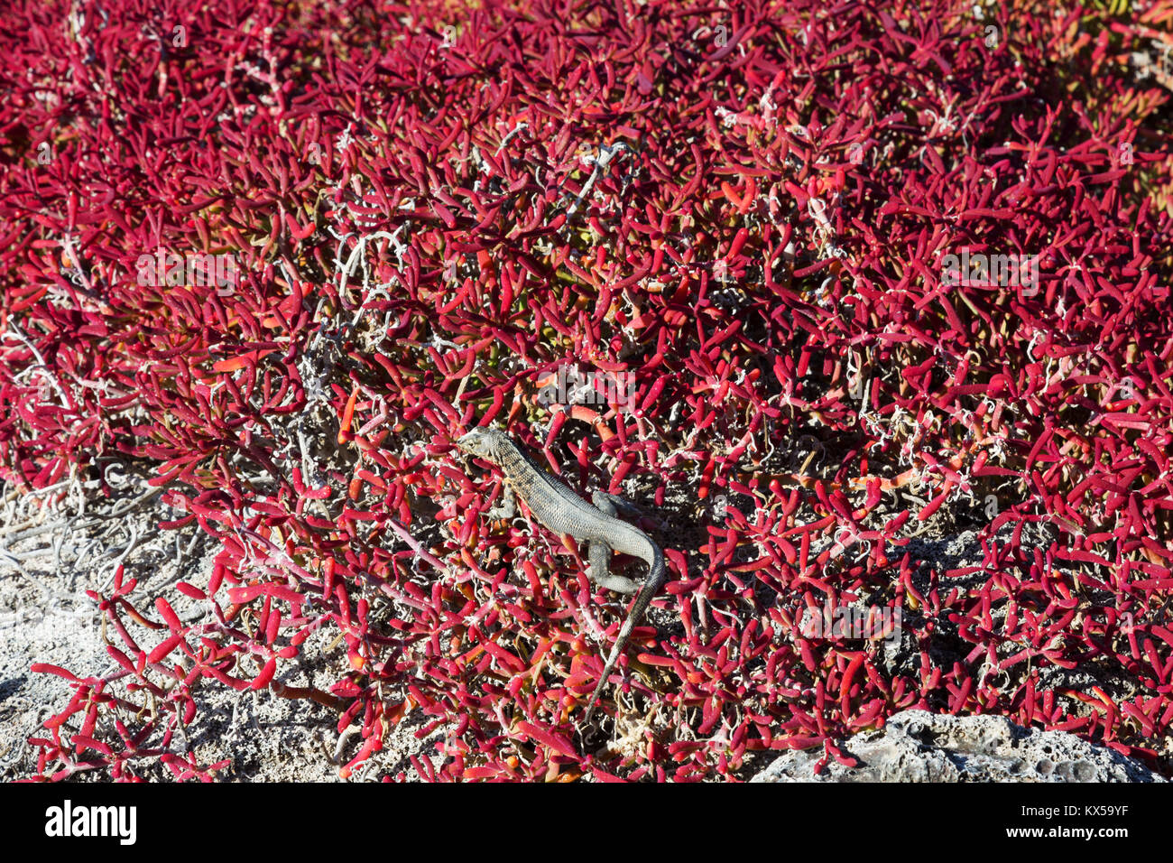 Lava Lizard (Microlophus albemariensis) auf Galapagos Teppich Unkraut (Sesuvium edmonstonei), Chinesisch hat Island, Galapagos, Ecuador Stockfoto