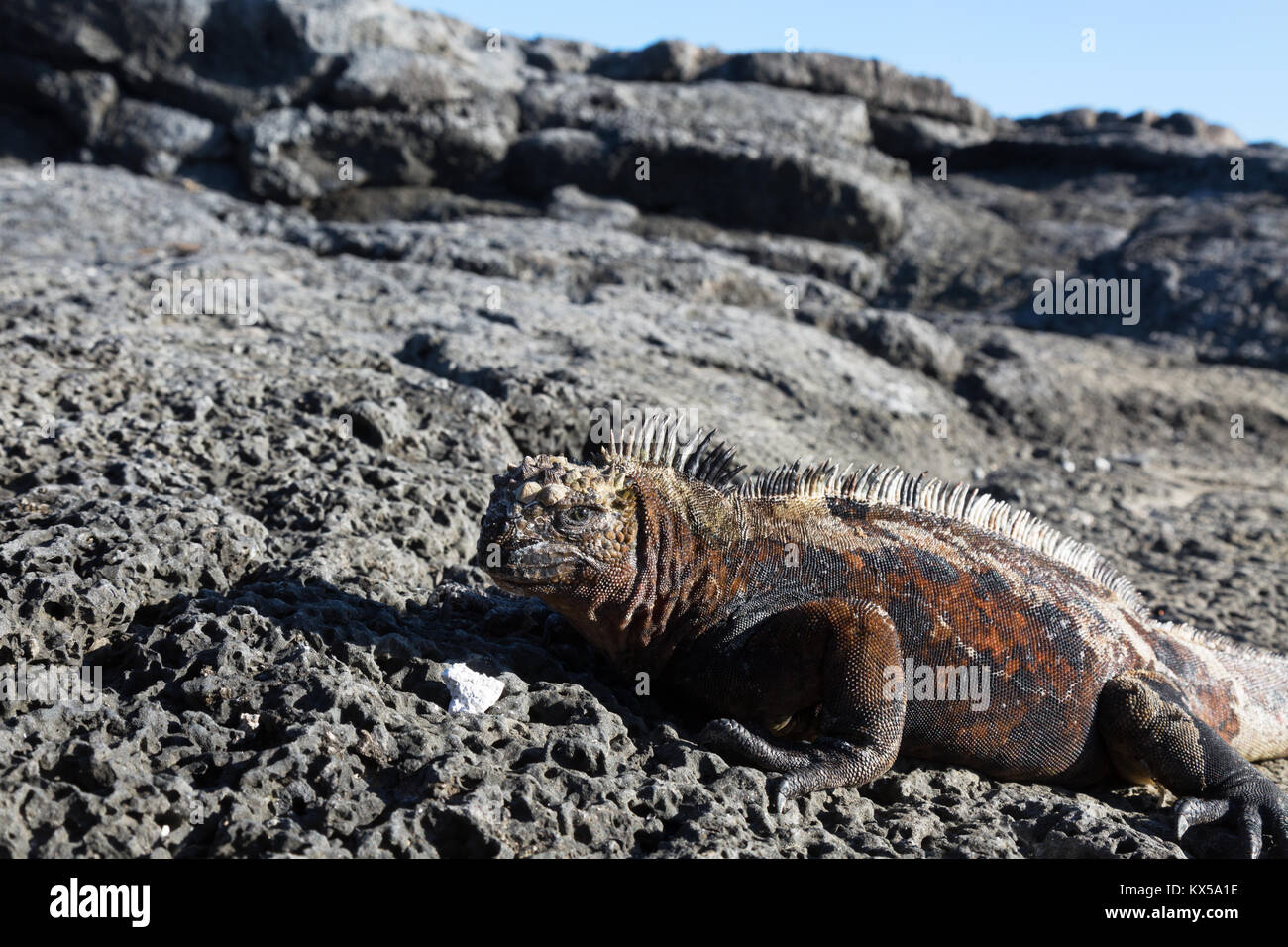 Marine iguana (Amblyrhynchus cristatus), erwachsenen männlichen, Chinesisch hat Island, Galapagos Inseln Ecuador Südamerika Stockfoto