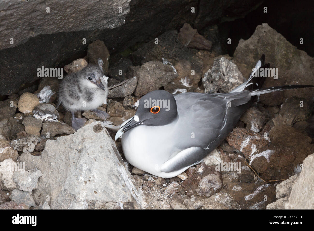 Schlucken tailed Gull (Creagrus furcatus) und Küken auf Nest, Genovesa Island, Galapagos Inseln Ecuador Südamerika Stockfoto