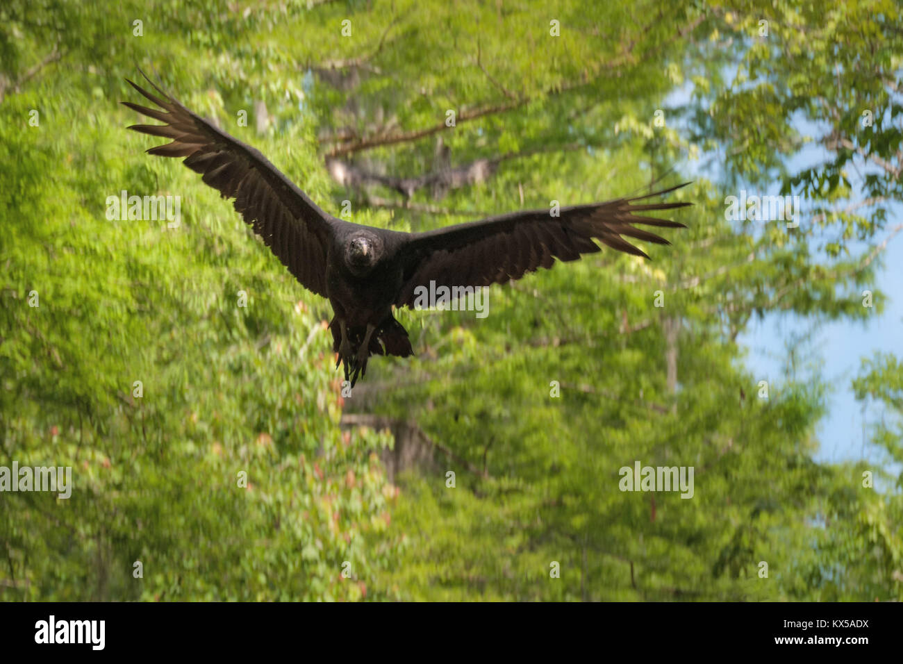 Fliegende schwarze Geier in den Sümpfen von Louisiana Stockfoto