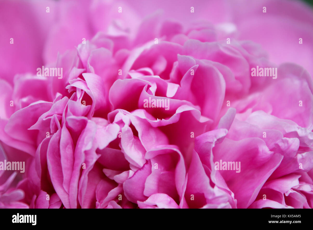 Rosa Hintergrund aus dem Kern Pfingstrose close-up Stockfoto