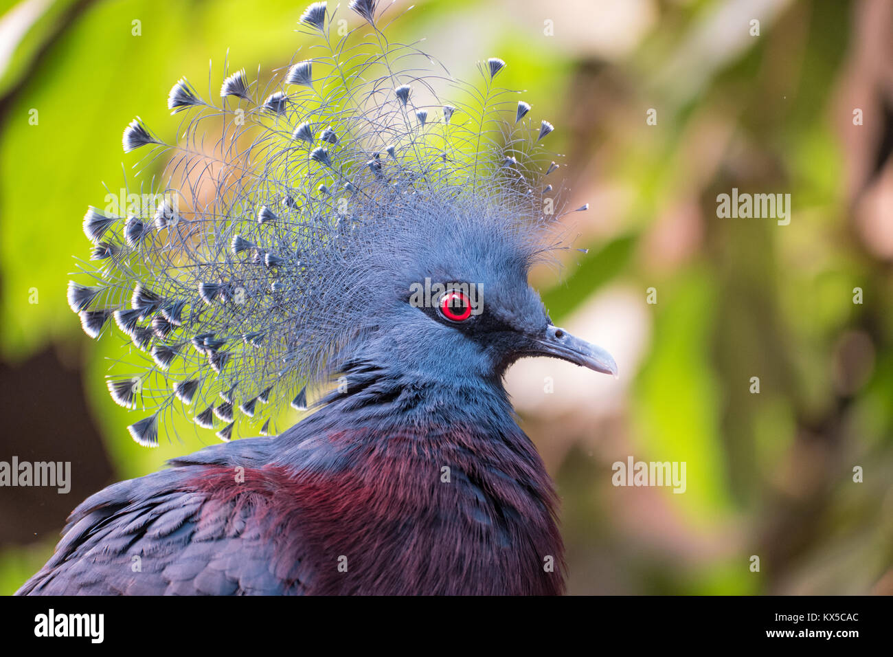 Victoria gekrönt Pigeon, Portrait. Stockfoto