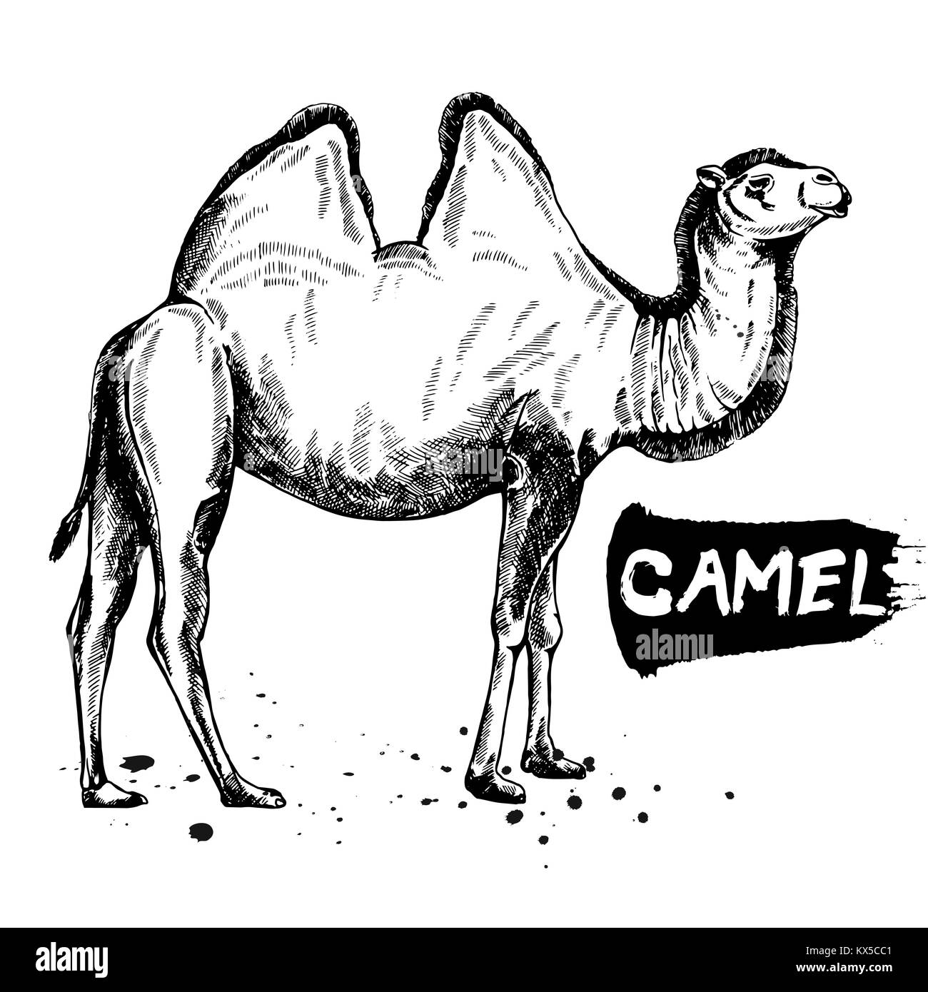 Handskizze style Camel gezeichnet. Vector Illustration auf weißem Hintergrund. Stock Vektor