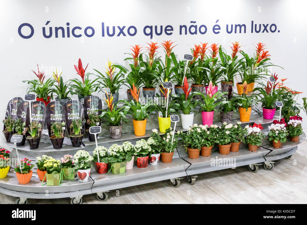 Lissabon Portugal, Sao Sebastiao, El Corte Ingles, Megastore, Kaufhaus, Monceau Fleurs, Blumenmarkt, Blumenhändler, Pflanzen, Blumen, Stand, Bromelien, Display Stockfoto