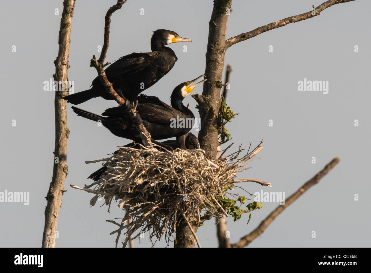 Gruppe von Double-Crested Cormorant, Phalacrocorax auritus sittingon ein Nest Stockfoto