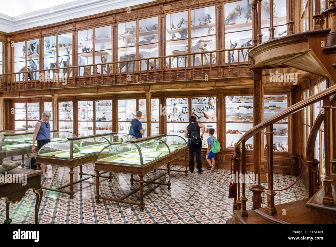 Coimbra Portugal,Universität von Coimbra,Universidade de Coimbra,Museu da Ciencia,Wissenschaftsmuseum,Naturhistorische Galerie,Ausstellungsausstellung Sammlung c Stockfoto