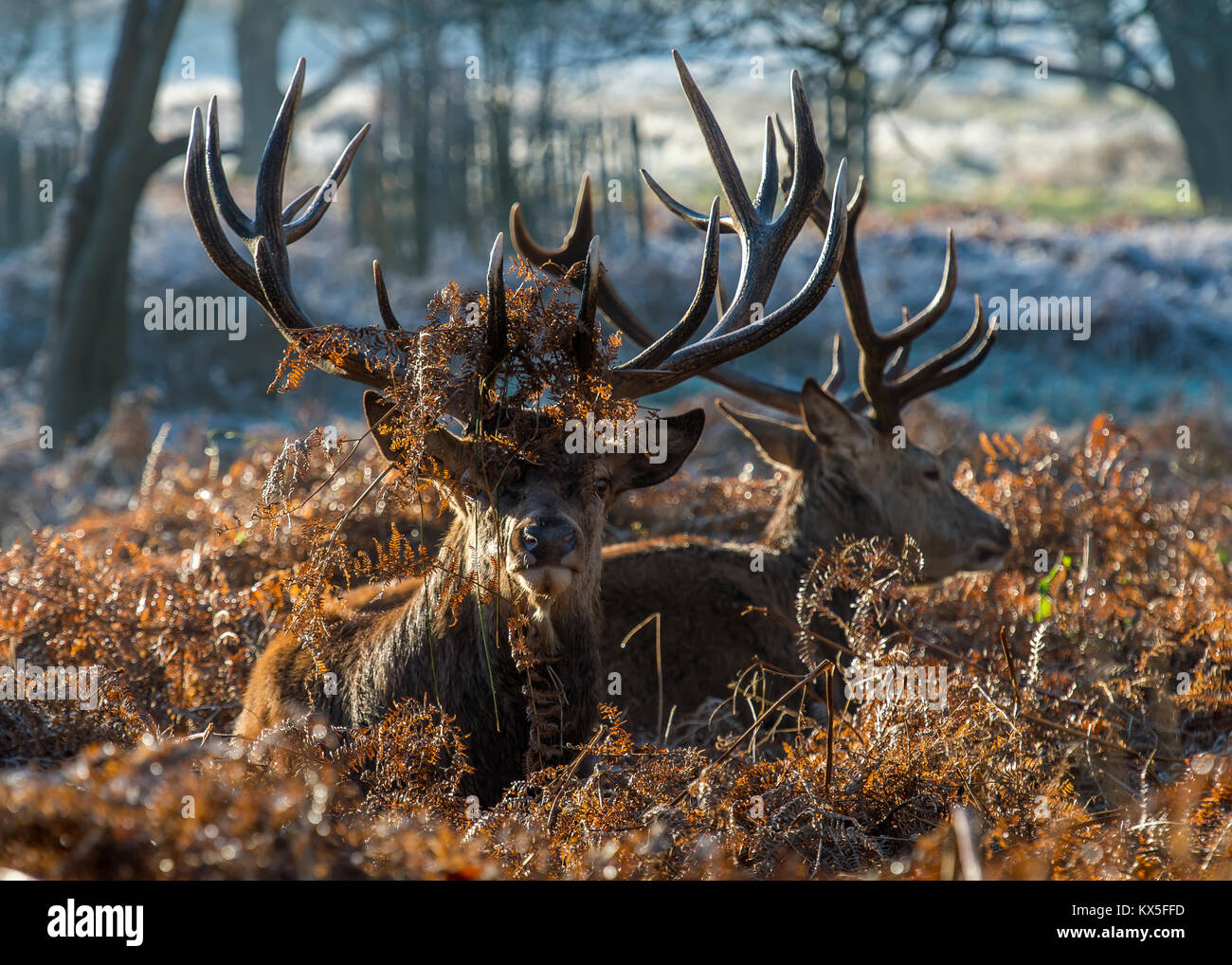 @ Rotwild Hirsche sitzen in der adlerfarn während der Brunftzeit Stockfoto