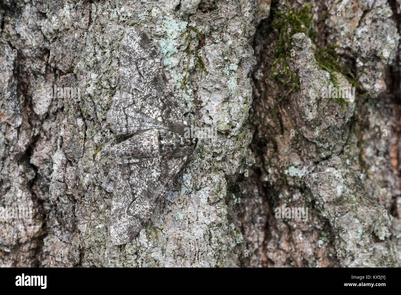 Pfeffer und Salz Geometer Motte auf Eichenrinde getarnt. Cove Berg (TNC) Bewahren, Perry County, Pennsylvania, Frühling. Stockfoto