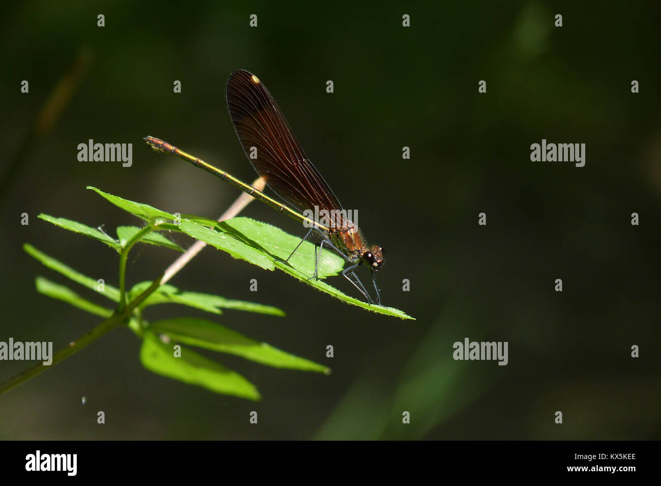 Kupfer Demoiselle, Provence, Frankreich Stockfoto