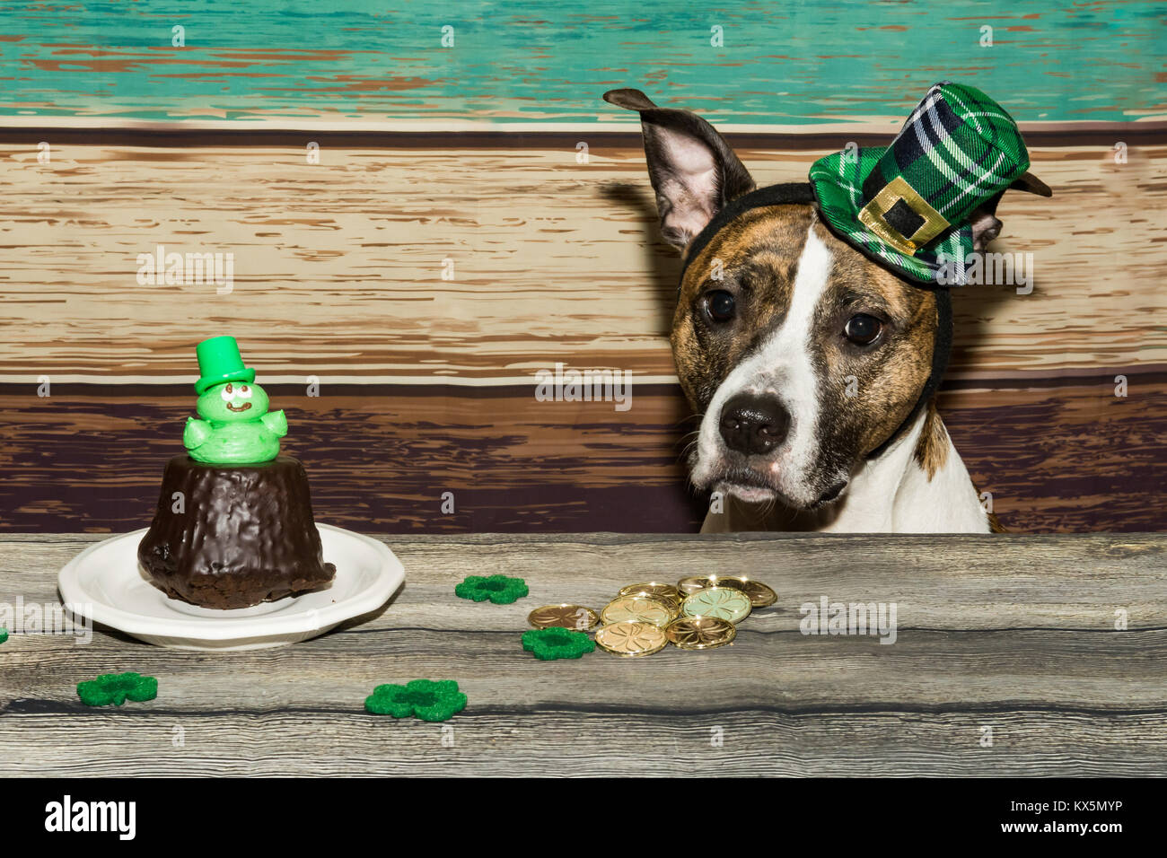 Einen niedlichen Hund Betteln für Saint Patrick's day Cupcakes. Stockfoto