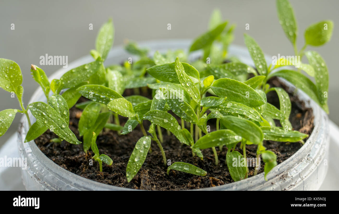 Keimlinge Von Auberginen Tomaten Und Paprika Wachsen In Einem Transparenten Behalter Auf Das Fenster In Der Zerbrechlichen Boden An Einem Sonnigen Fur Das Einpflanzen In Einem Stadtischen Garten Wachsende Pflanzen Im
