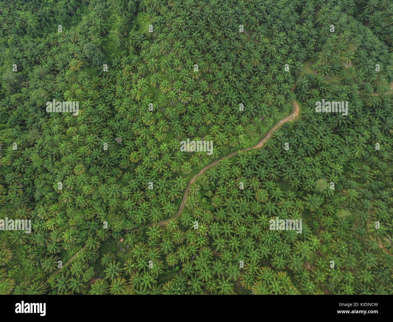 Antenne drone Ansicht der Palmölplantage in der Regentschaft von Luwu Utara, South Sulawesi, Indonesien. Stockfoto