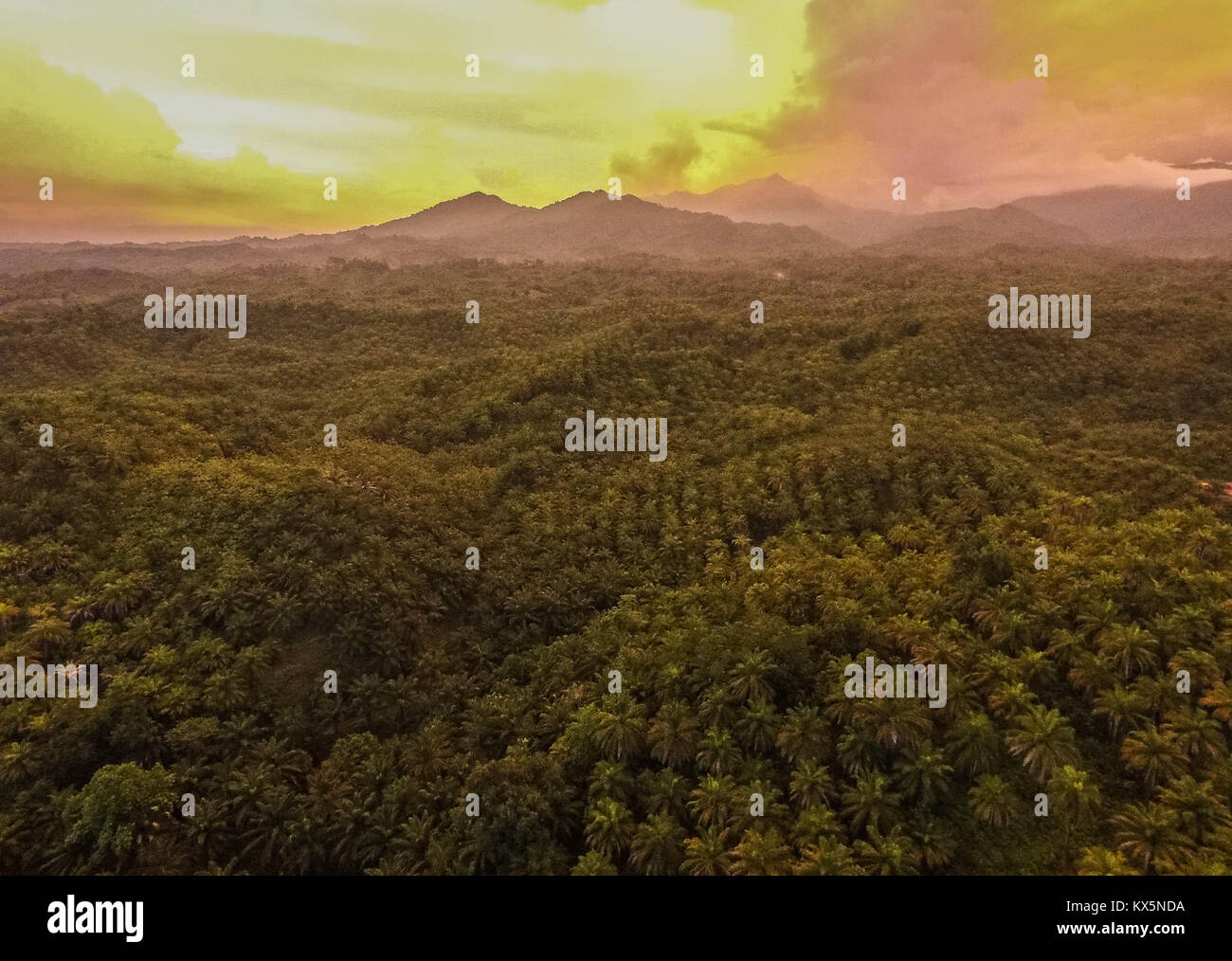 Orange Sonnenuntergang auf palmölplantage in der Regentschaft von Luwu Utara, South Sulawesi, Indonesien. Stockfoto