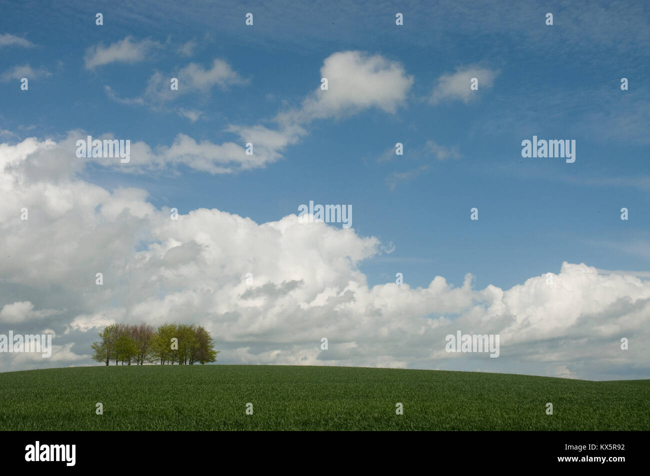 Spinney von Bäumen am Horizont in grünen Weiden Stockfoto