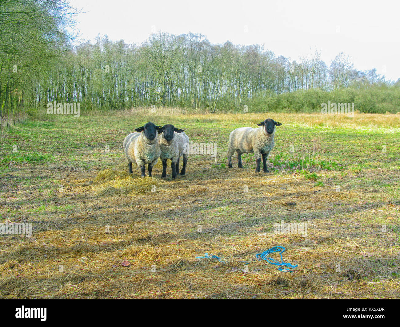 Drei neugierige Suffolk Schafe auf Gras Stockfoto