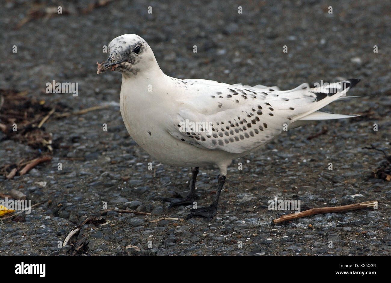 Juvenile Elfenbein Gull Pagophila eburnea Stockfoto