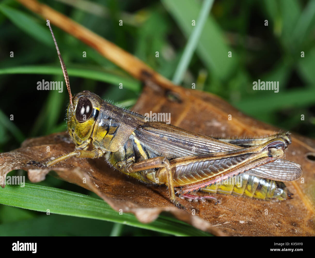 Red-legged Grasshopper (Melanoplus femurrubrum) close-up Stockfoto