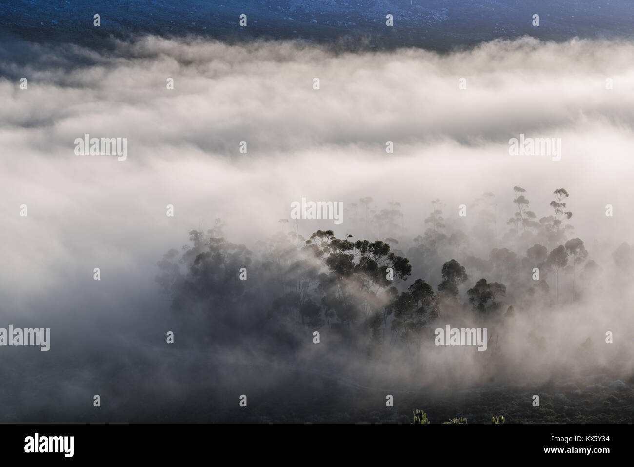 Am frühen Morgen Nebel rollt in die cederberg Mountains in der Nähe von Citrusdal, Western Cape, Südafrika Stockfoto