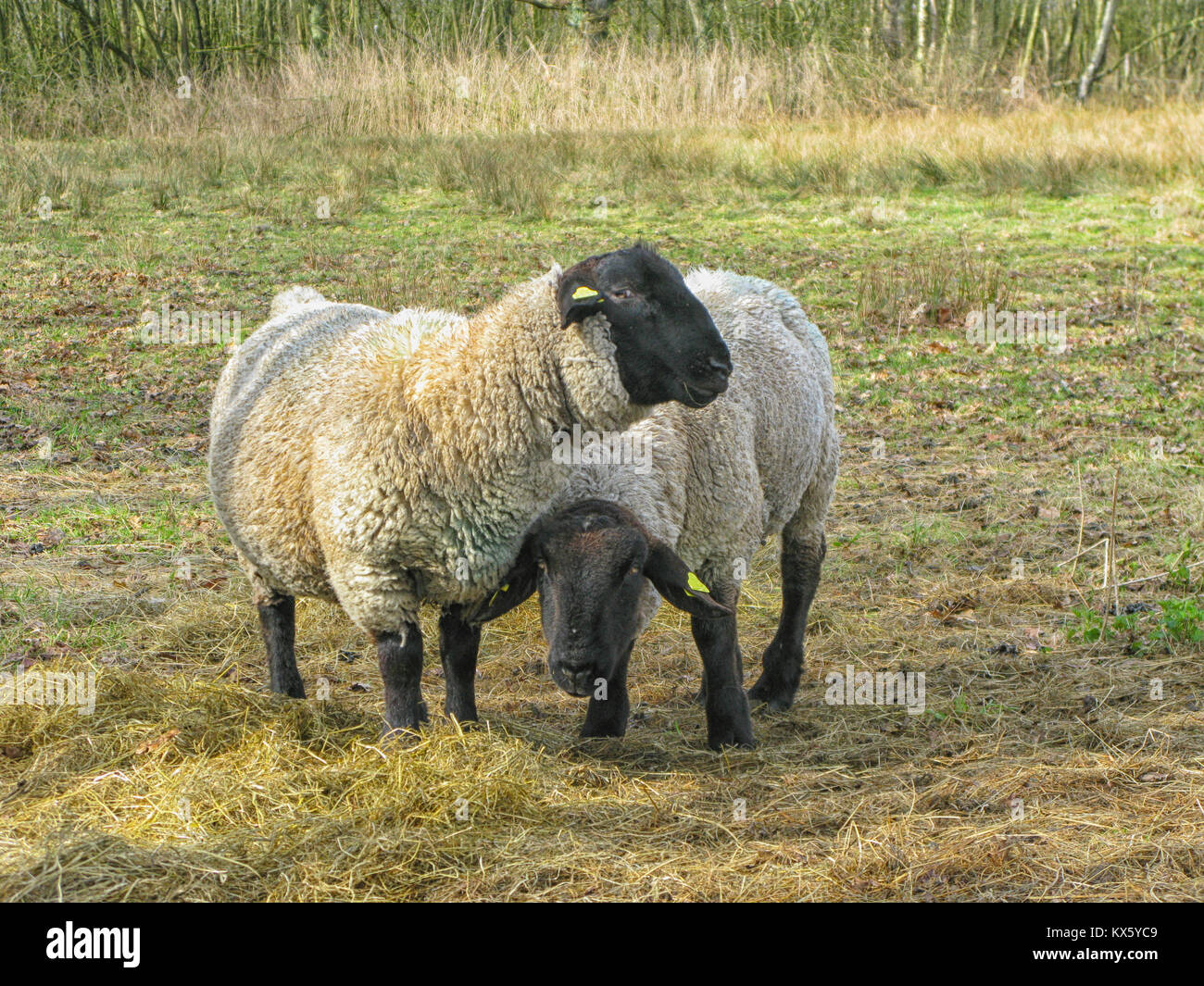 Zwei neugierige Suffolk Schafe auf Gras Stockfoto