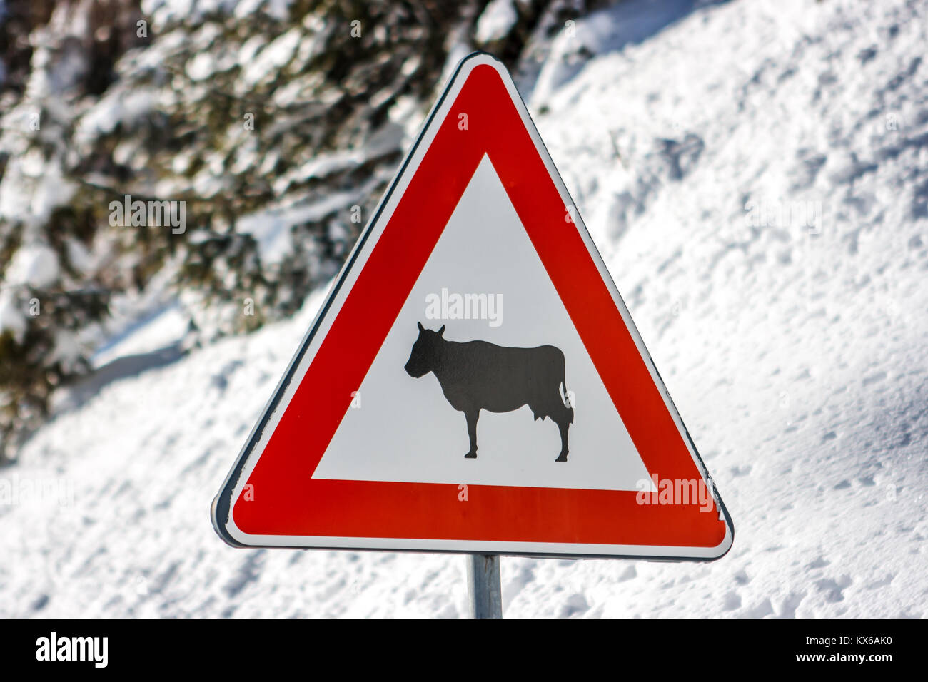 Hüten der Kühe Schild, Cortina d'Ampezzo, Italien Stockfoto