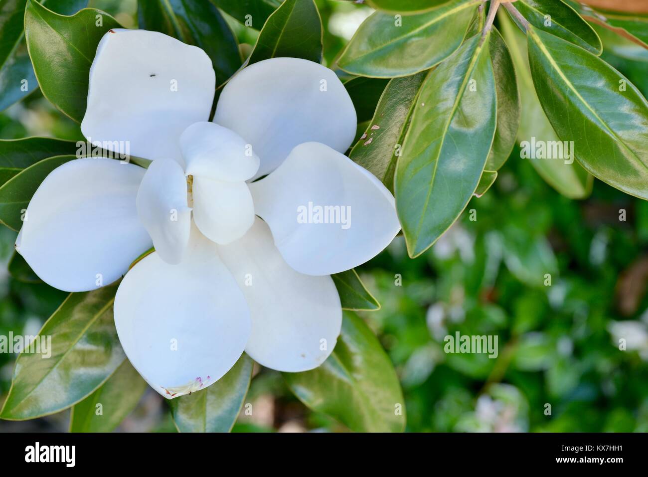 Brilliant White Magnolia Blumen am Vormittag offen, Sunshine Coast, Queensland, Australien Stockfoto