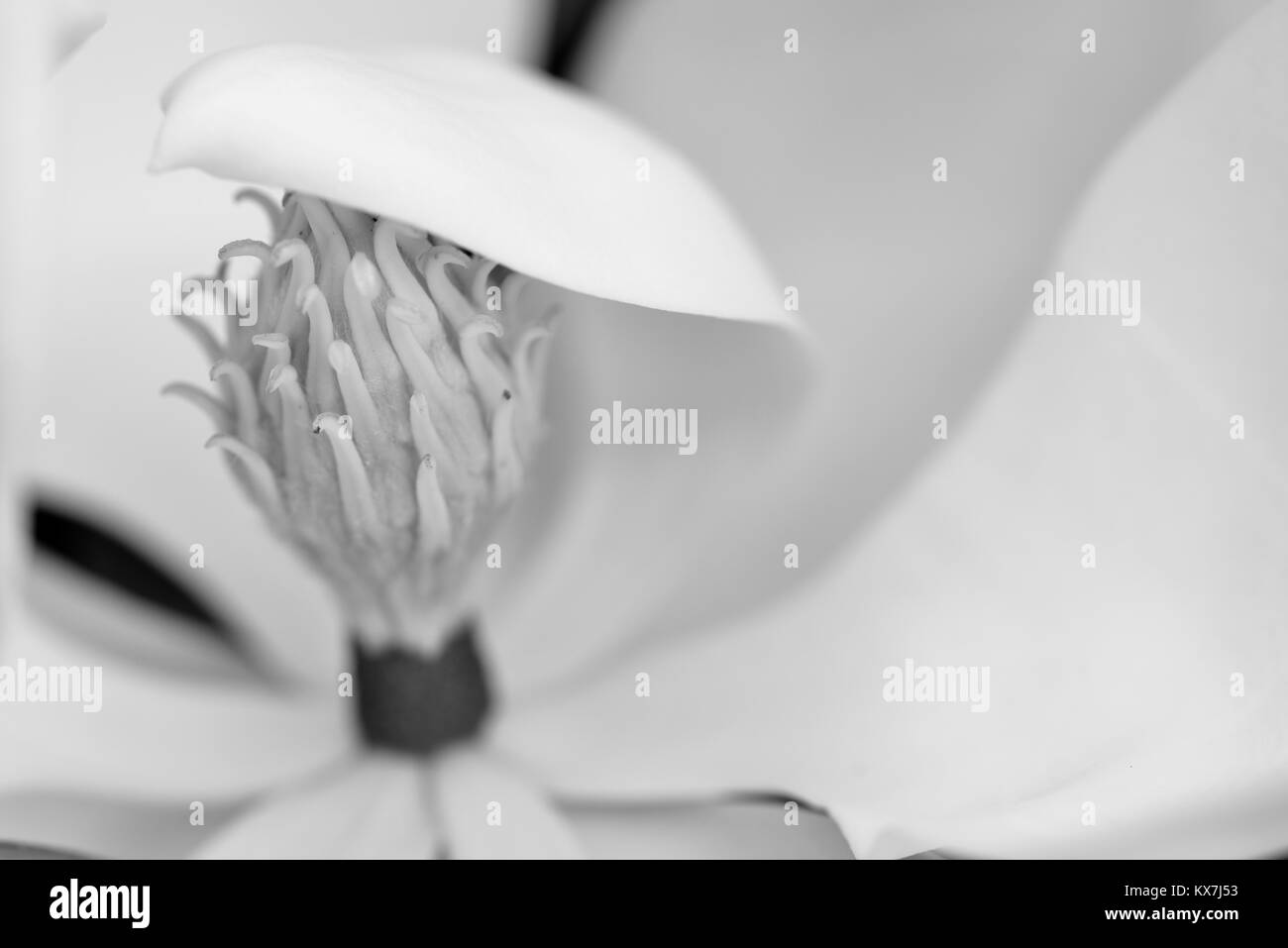 Brilliant White Magnolia Blumen am Vormittag offen, Sunshine Coast, Queensland, Australien Stockfoto