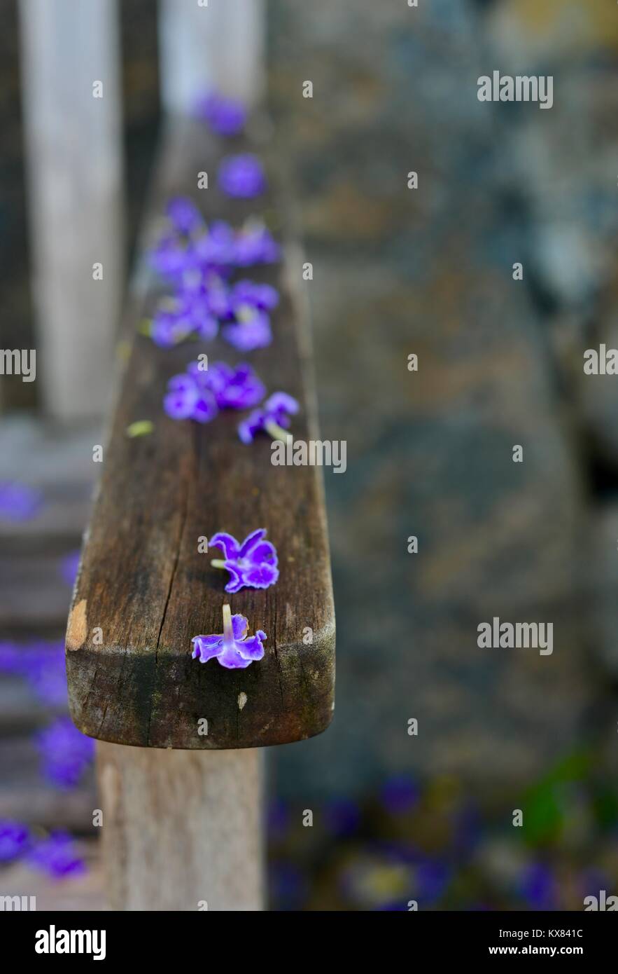 Suchen rustikale Holzbank in lila Blüten bedeckt, Sunshine Coast, Queensland, Australien Stockfoto