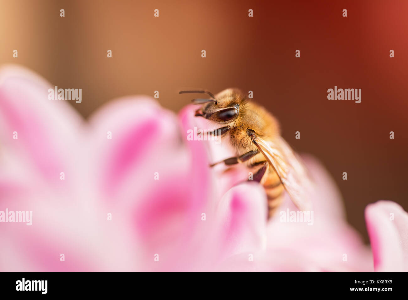 Honig Bienen Nektar sammeln von einer Blume Stockfoto