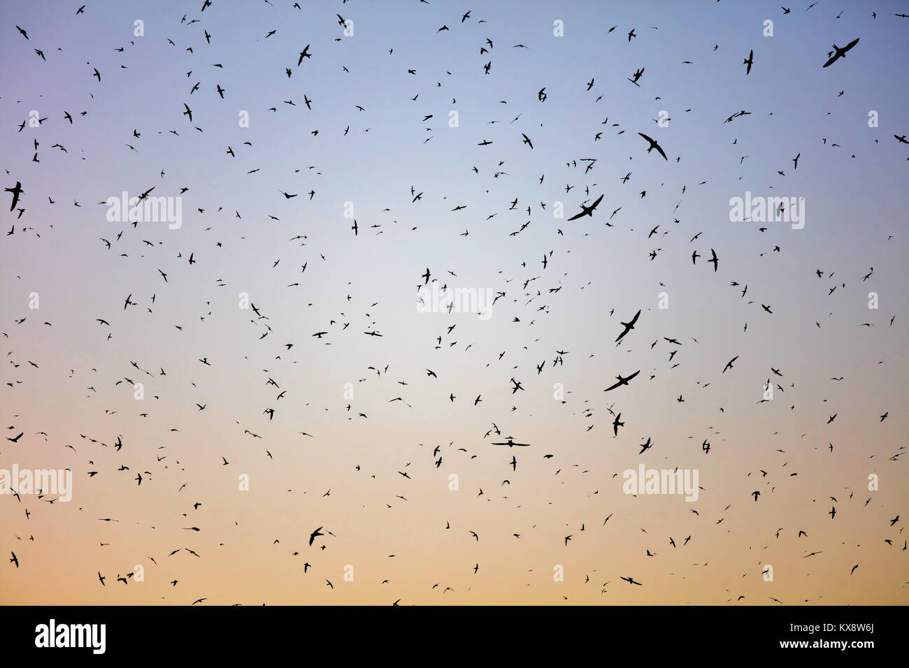 Scharen von Vögeln. Swifts angekommen Stockfoto