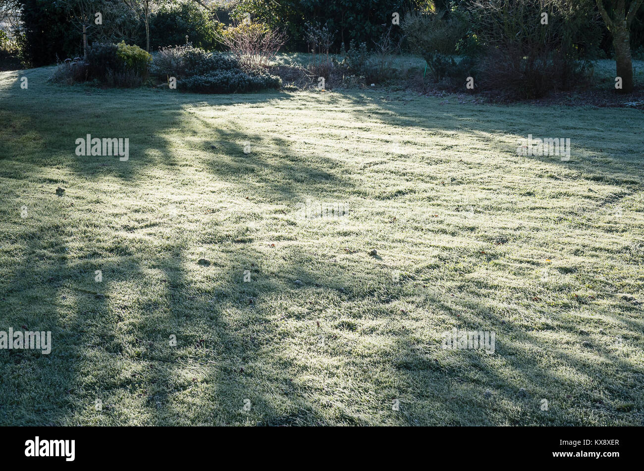 Am frühen Morgen Frost auf einem Rasen in einem Englischen Garten Stockfoto