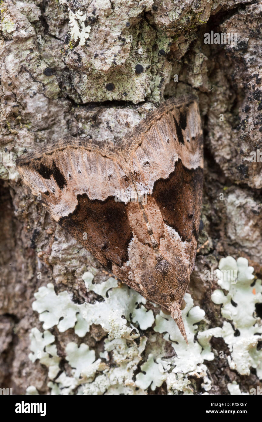 Baltimore Schnauze Motte ruht an der Seite des Baumes im Congaree National Park. Südcarolina, Frühling. Stockfoto