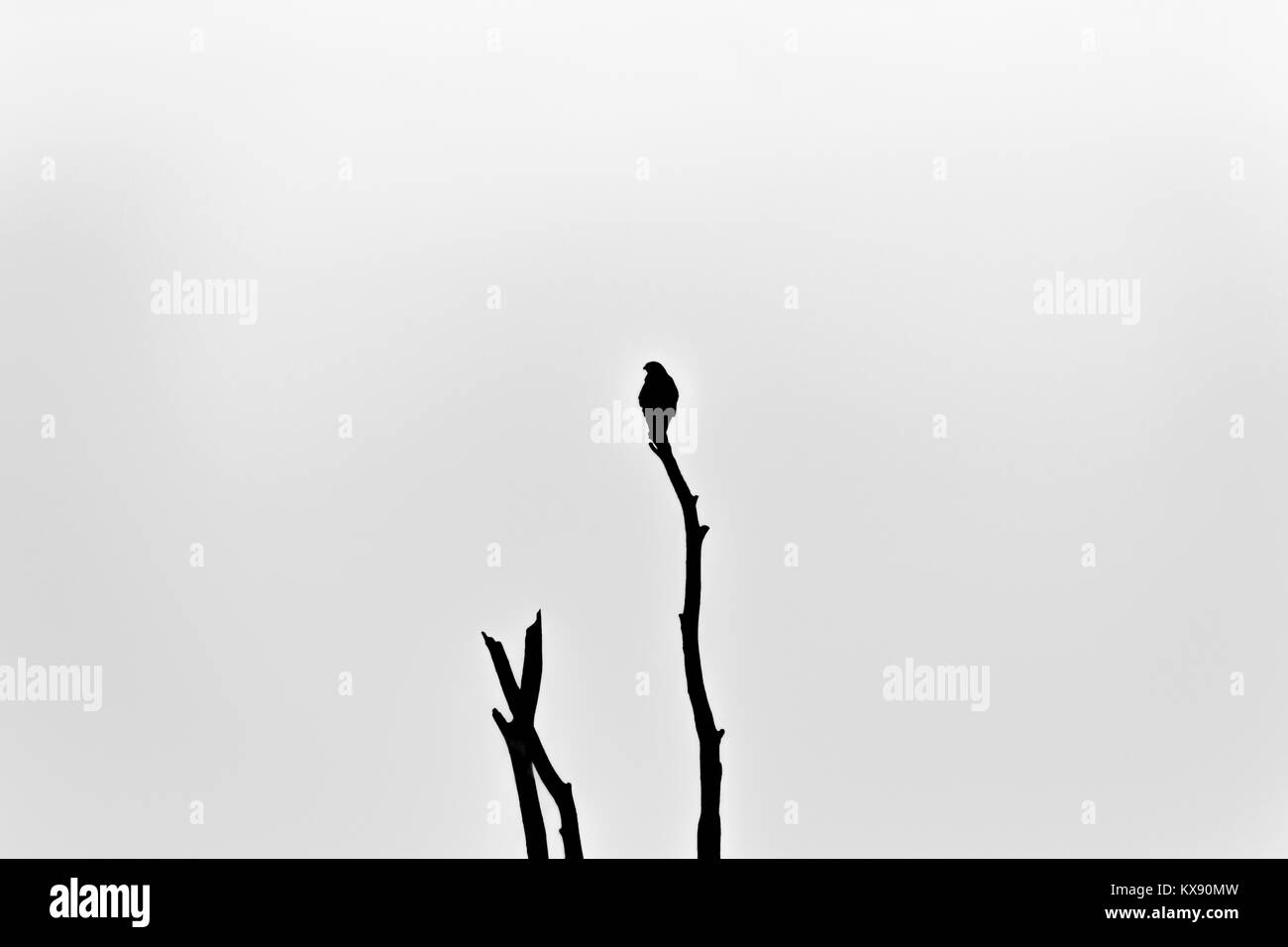 Ein Vogel sitzt auf einem Baum Stockfoto