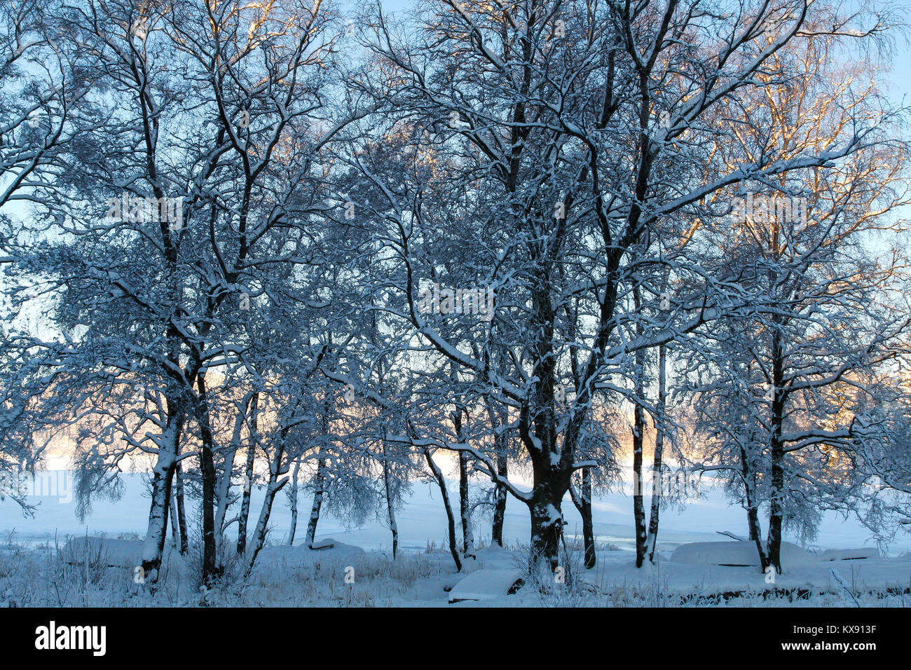 Verschneite Bäume an Nordaas See, Bergen, Norwegen Stockfoto