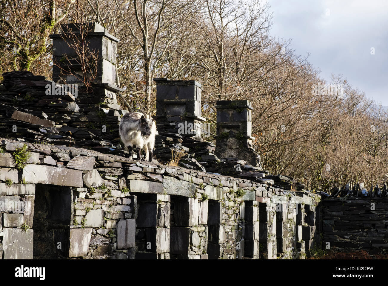 Wildziege auf Ruinen von Anglesey Barracks quarrymen's Cottages in Dinorwig-Schieferbruch im Snowdonia National Park Dinorwic Gwynedd Wales UK Stockfoto