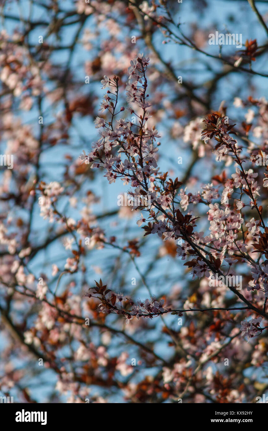 Frühling Blumen Stockfoto